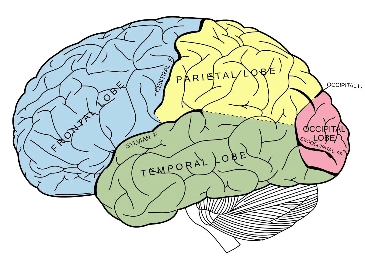 What Chiropractic Does to Your Brain